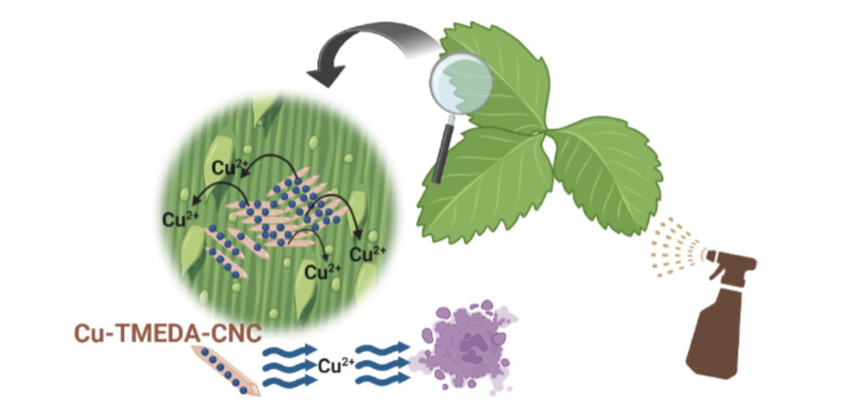 Spraying copper complexed TMEDA-CNCs on plant leaf | NDSU Research Foundation