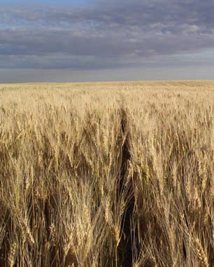 Durum