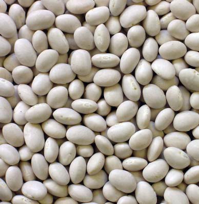Navy Bean