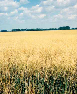 Oats