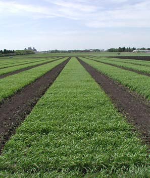 Durum