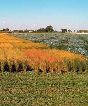 Flax