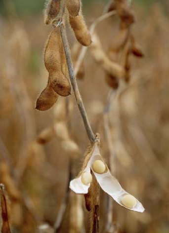 Soybean