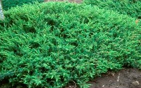 Copper Delight™ Juniper - Juniperus communis var. depressa ‘ReeDak ...