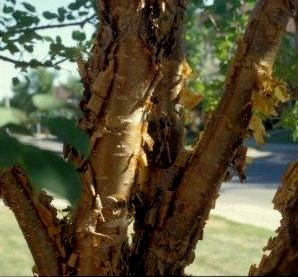 curling_bark