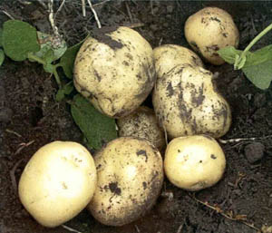 tubers