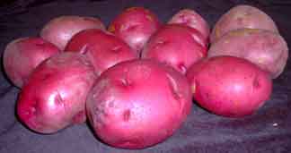 tubers