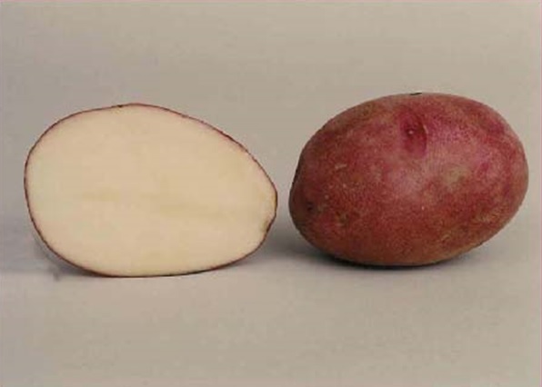 tubers