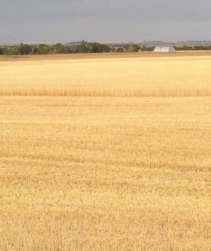 Durum