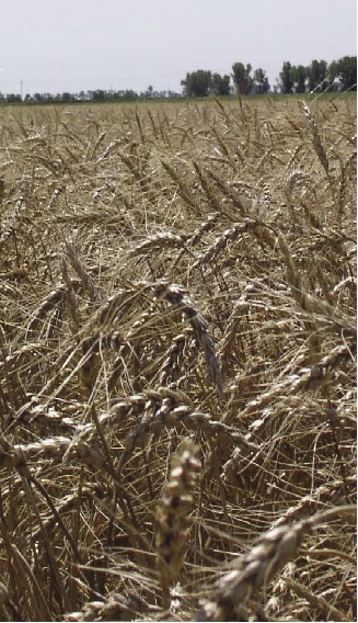 wheat