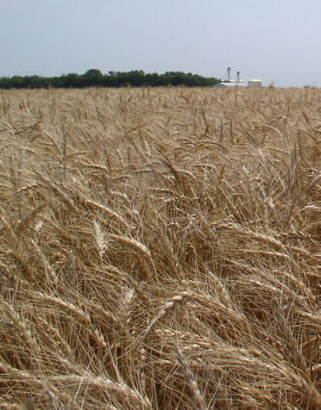 Wheat