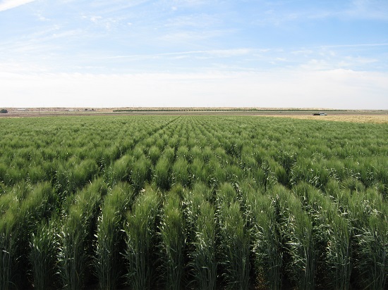 Durum