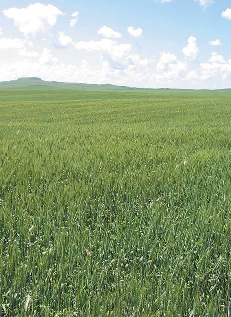 Wheat