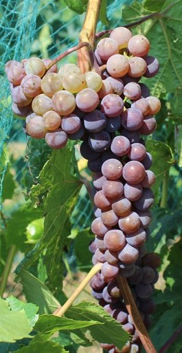 ND213 grape