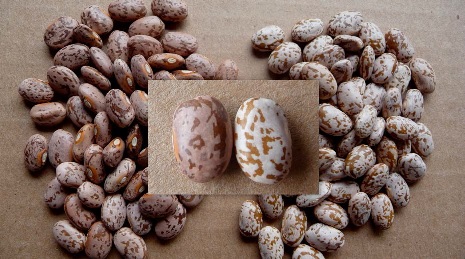 pinto beans