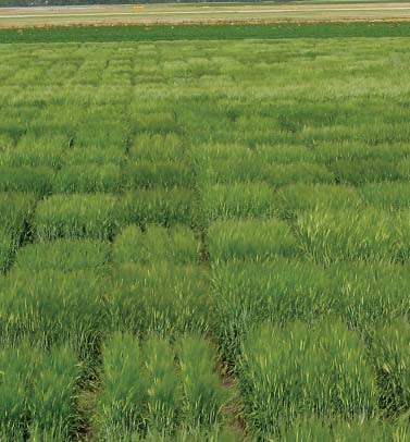 barley