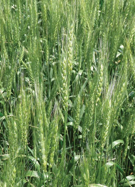 Wheat