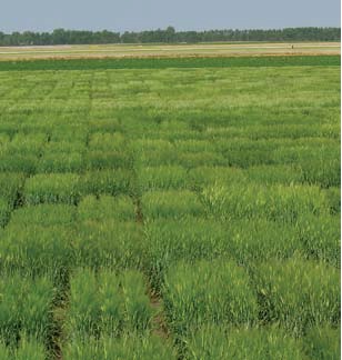 Barley