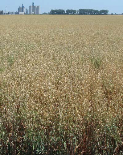 Oats
