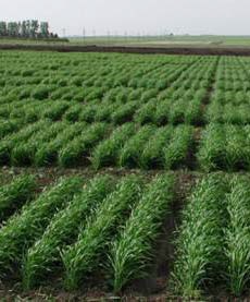 Durum