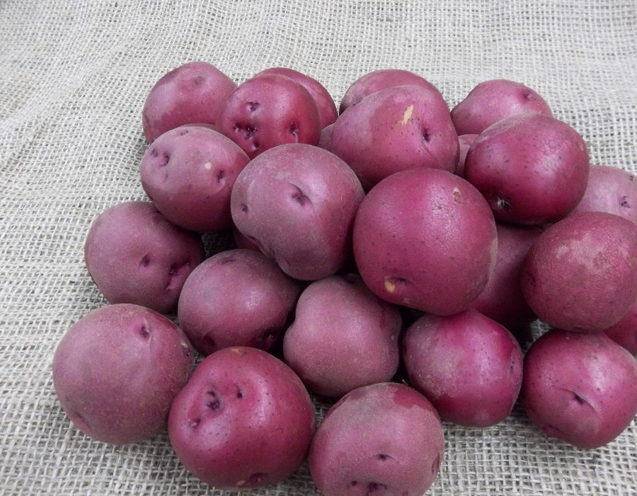 tubers